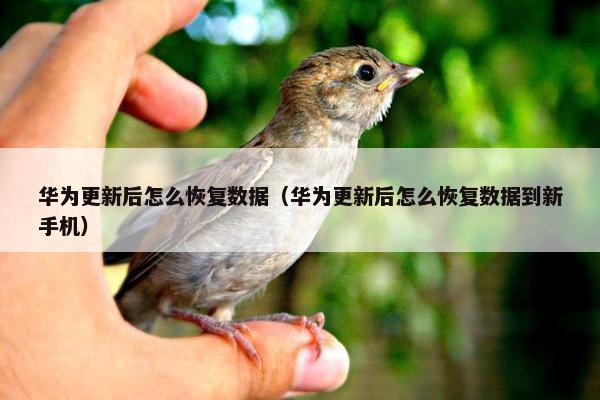 华为更新后怎么恢复数据（华为更新后怎么恢复数据到新手机）
