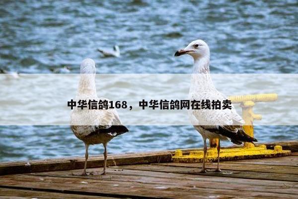 中华信鸽168，中华信鸽网在线拍卖
