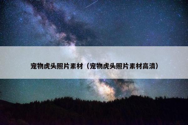 宠物虎头照片素材（宠物虎头照片素材高清）