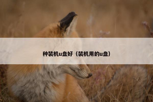 种装机u盘好（装机用的u盘）