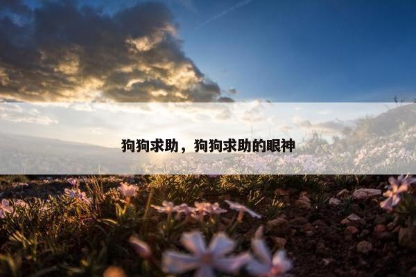 狗狗求助，狗狗求助的眼神