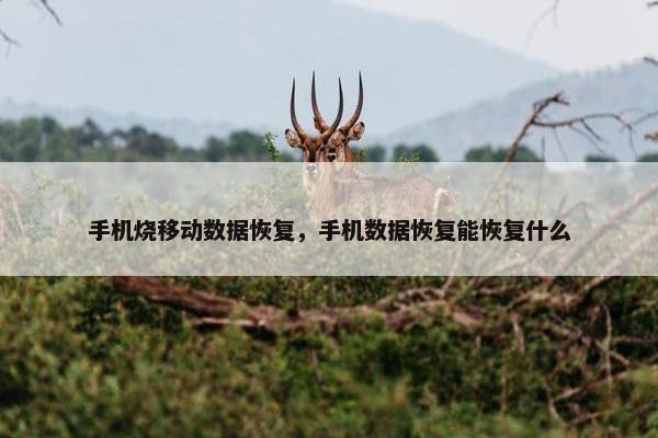 手机烧移动数据恢复，手机数据恢复能恢复什么