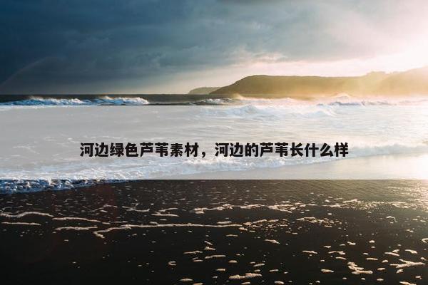 河边绿色芦苇素材，河边的芦苇长什么样