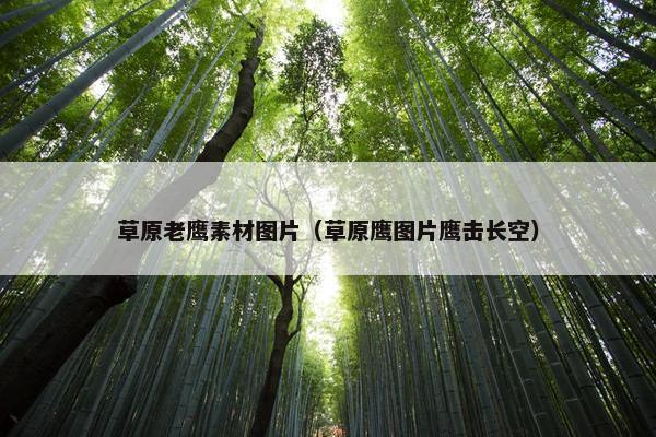 草原老鹰素材图片（草原鹰图片鹰击长空）