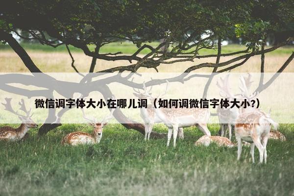 微信调字体大小在哪儿调（如何调微信字体大小?）