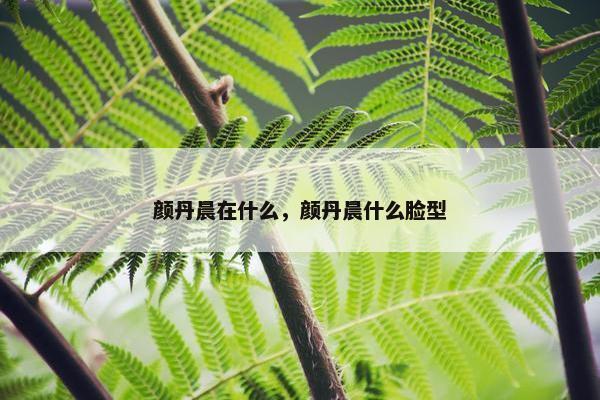 颜丹晨在什么，颜丹晨什么脸型