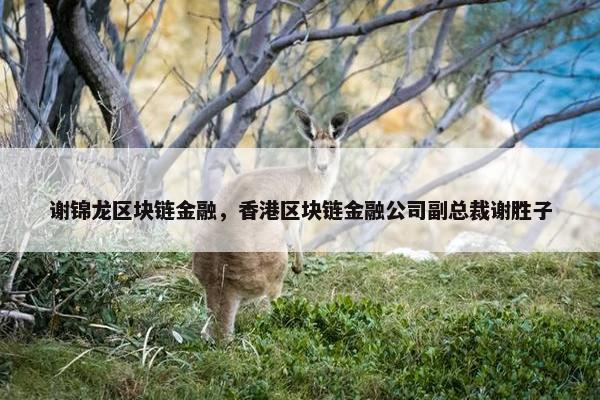 谢锦龙区块链金融，香港区块链金融公司副总裁谢胜子