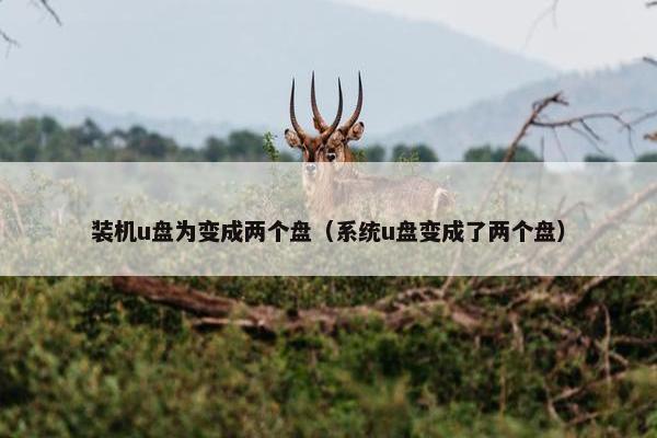装机u盘为变成两个盘（系统u盘变成了两个盘）