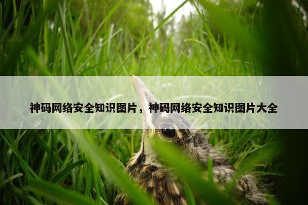 神码网络安全知识图片，神码网络安全知识图片大全