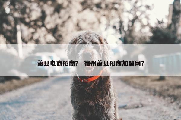 萧县电商招商？ 宿州萧县招商加盟网？