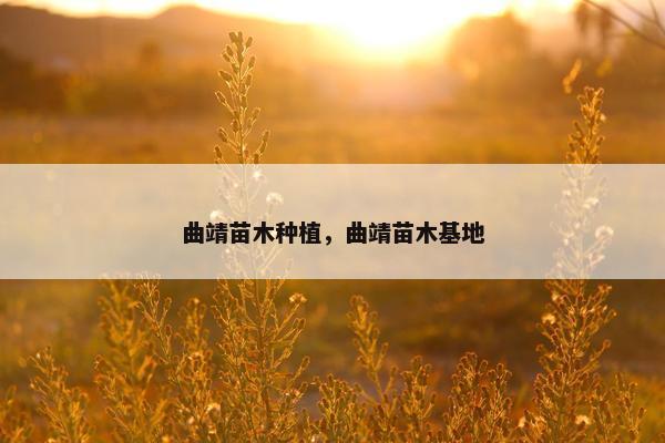 曲靖苗木种植，曲靖苗木基地