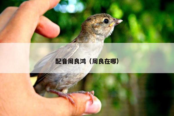 配音周良鸿（周良在哪）