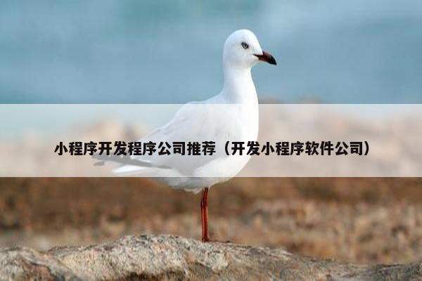 小程序开发程序公司推荐(开发小程序软件公司)
