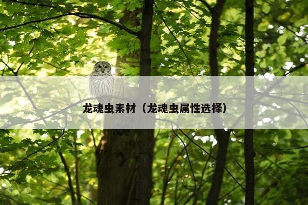 龙魂虫素材（龙魂虫属性选择）