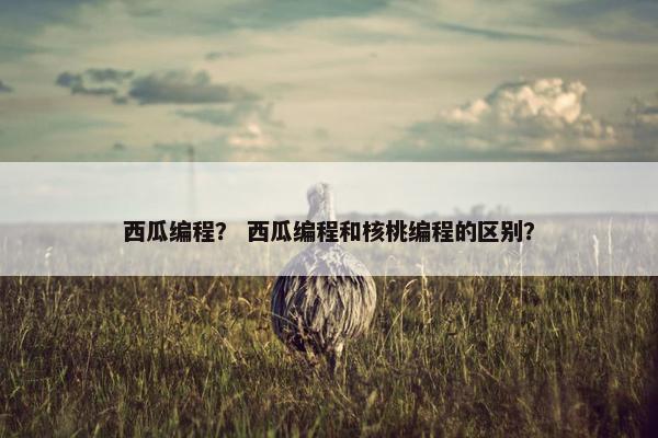 西瓜编程？ 西瓜编程和核桃编程的区别？