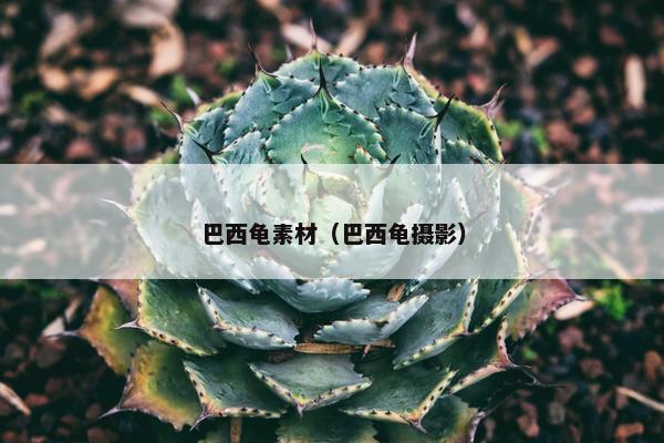 巴西龟素材(巴西龟摄影) 巴西龟素材(巴西龟摄影)